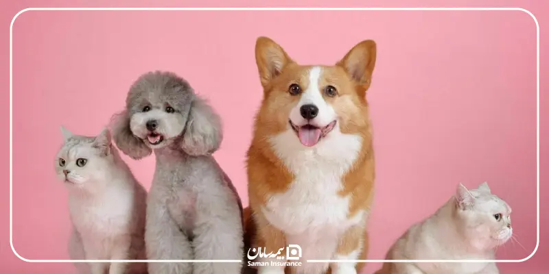 بیمه حیوانات خانگی چیست؟