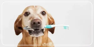 درمان شکستگی دندان سگ