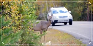 بیمه تصادف با حیوانات
