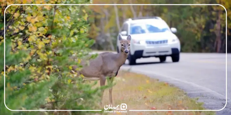 بیمه تصادف با حیوانات