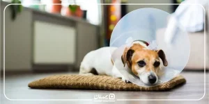 عقیم‌سازی حیوانات خانگی