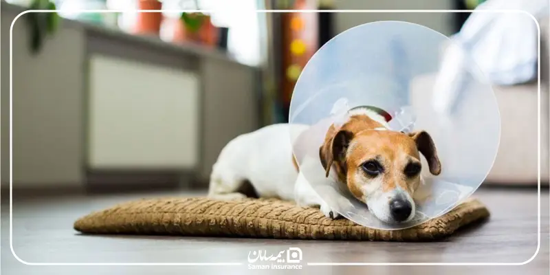 مزایای عقیم‌سازی حیوانات خانگی