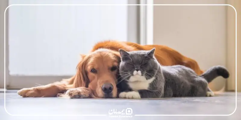 انتقال بیماری از حیوانات خانگی