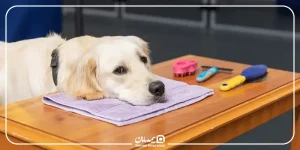 راهنمای نگهداری از سگ