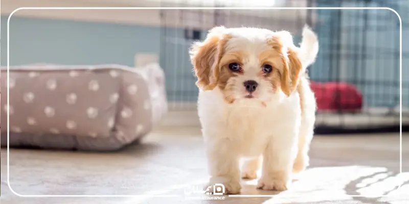 هزینههای نگهداری از سگ