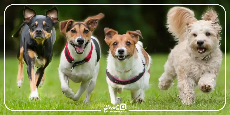 نکات بهداشتی نگهداری سگ در خانه